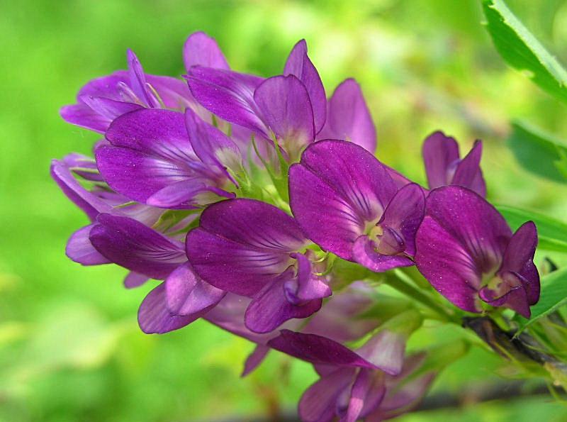 Medicago sativa / Erba medica